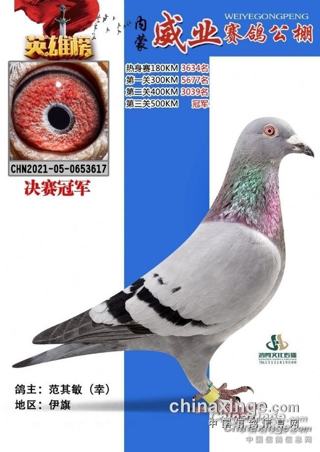 中国各地盘鸽公棚(信鸽公棚各地公棚raceid)